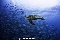 Green turtle swimming with a school of jacks by James Emery 